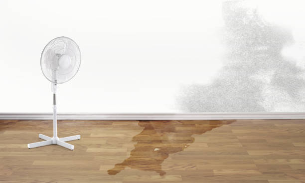 Best Water damage contractors near me  in Norlina, NC